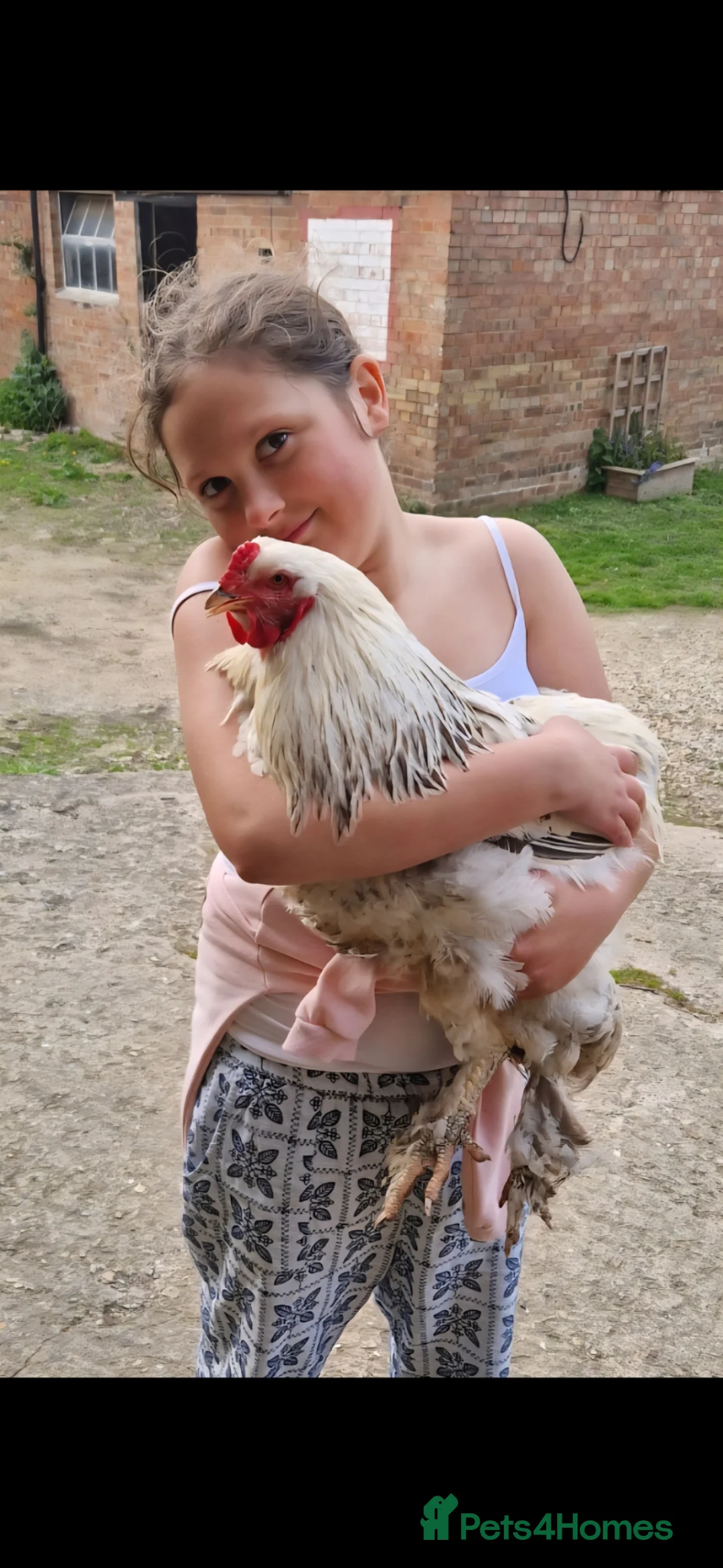 Chickens poultry for sale: 2 x Brahma boys for sale in Spalding - Advert 2