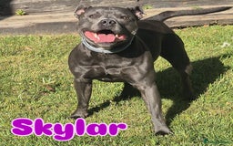 Staffordshire Bull Terrier dogs for sale: 4 Staffordshire Bull terrier Puppies  - Image 7