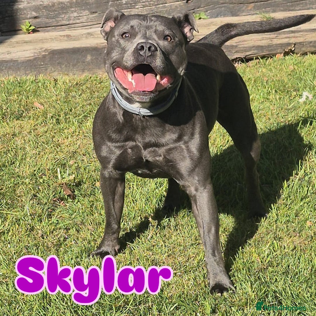 Staffordshire Bull Terrier dogs for sale: 4 Staffordshire Bull terrier Puppies  - Image 7