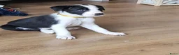 Border Collie dogs for sale: Active puppies looking for homes - Advert 5
