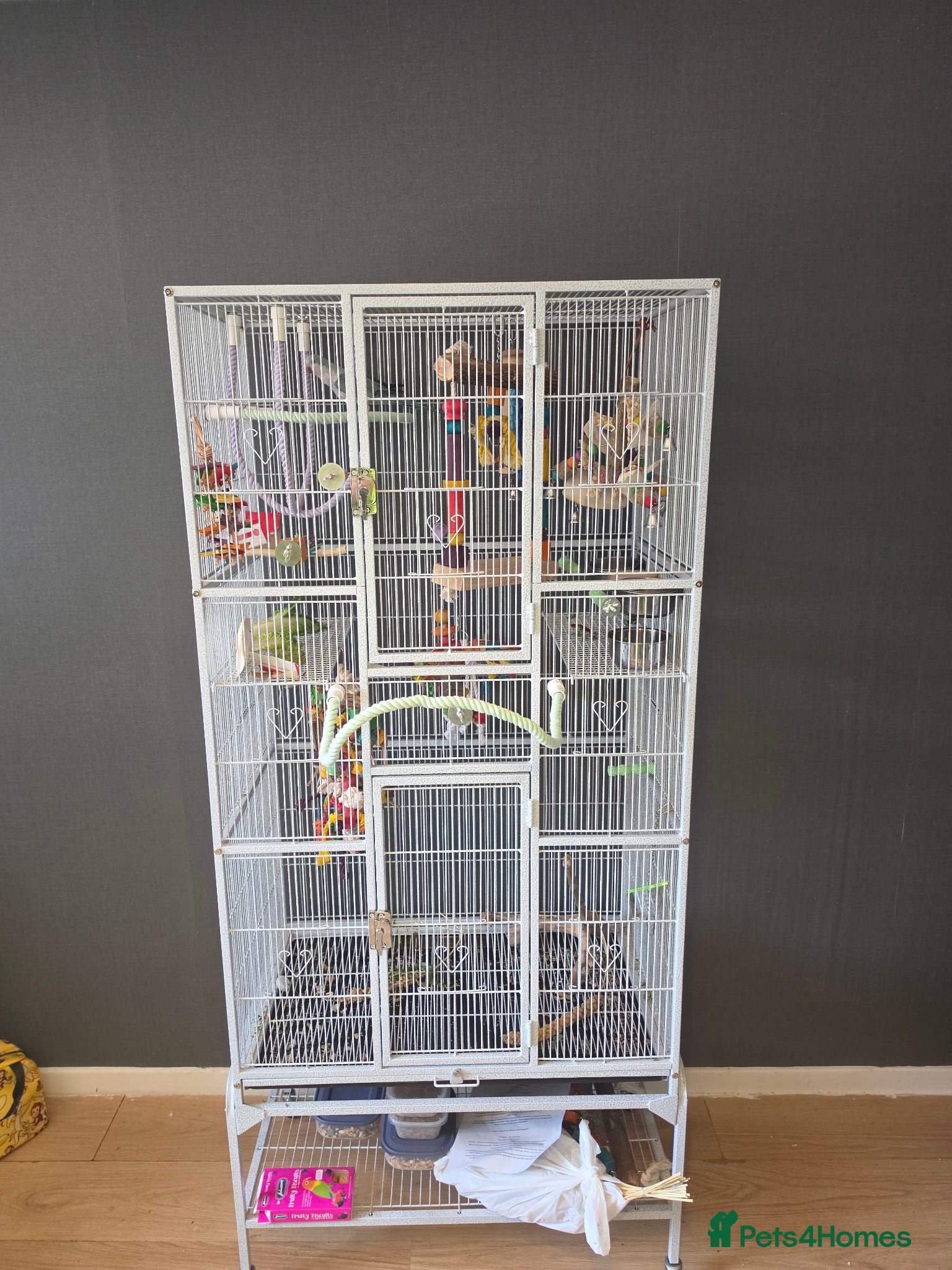 Parrots birds Aqua blue baby quaker  - Advert 12
