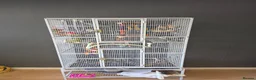 Parrots birds for sale: Aqua blue baby quaker  - Advert 1
