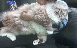 Ragdoll cats for sale: Stunning Ragdoll Cat For Sale - Image 3