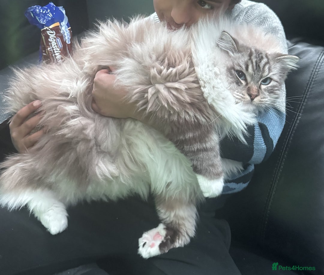 Ragdoll cats for sale: Stunning Ragdoll Cat For Sale - Image 3