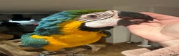 Macaws birds for sale: 4 month old Blue & Gold Macaw - Advert 2