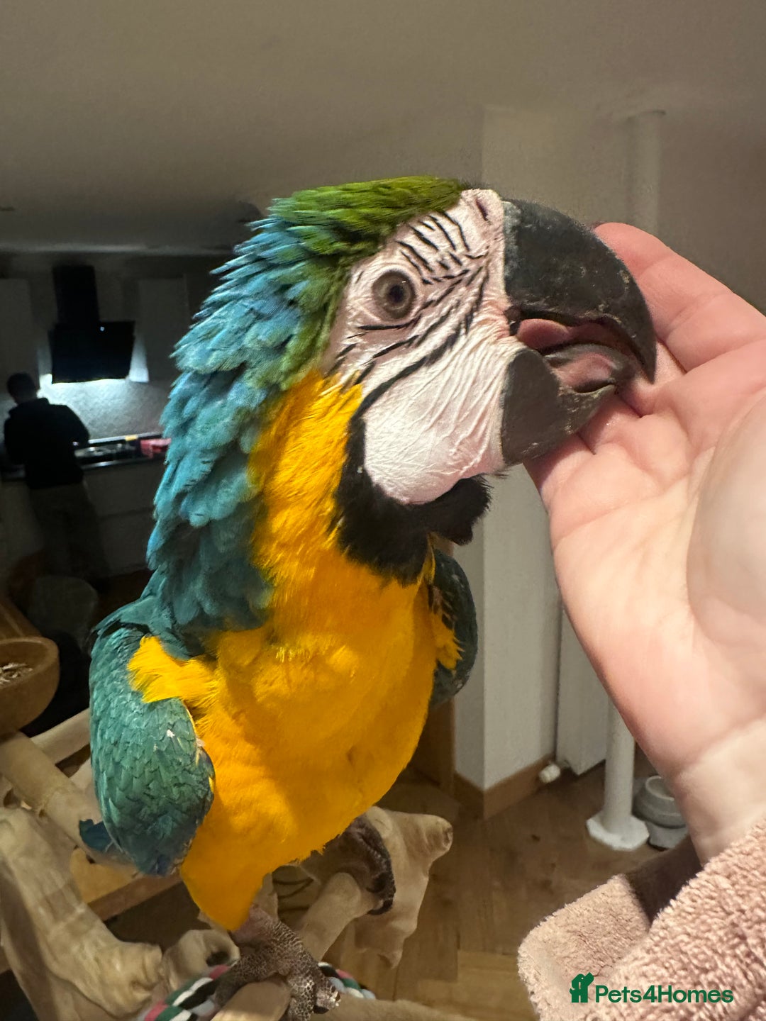 Macaws birds for sale: 4 month old Blue & Gold Macaw - Advert 2