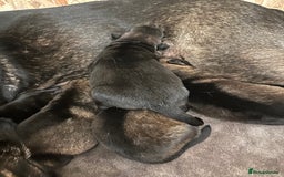 German Shepherd dogs for sale: 7 stunning kc reg working German shepherd pups - Image 14