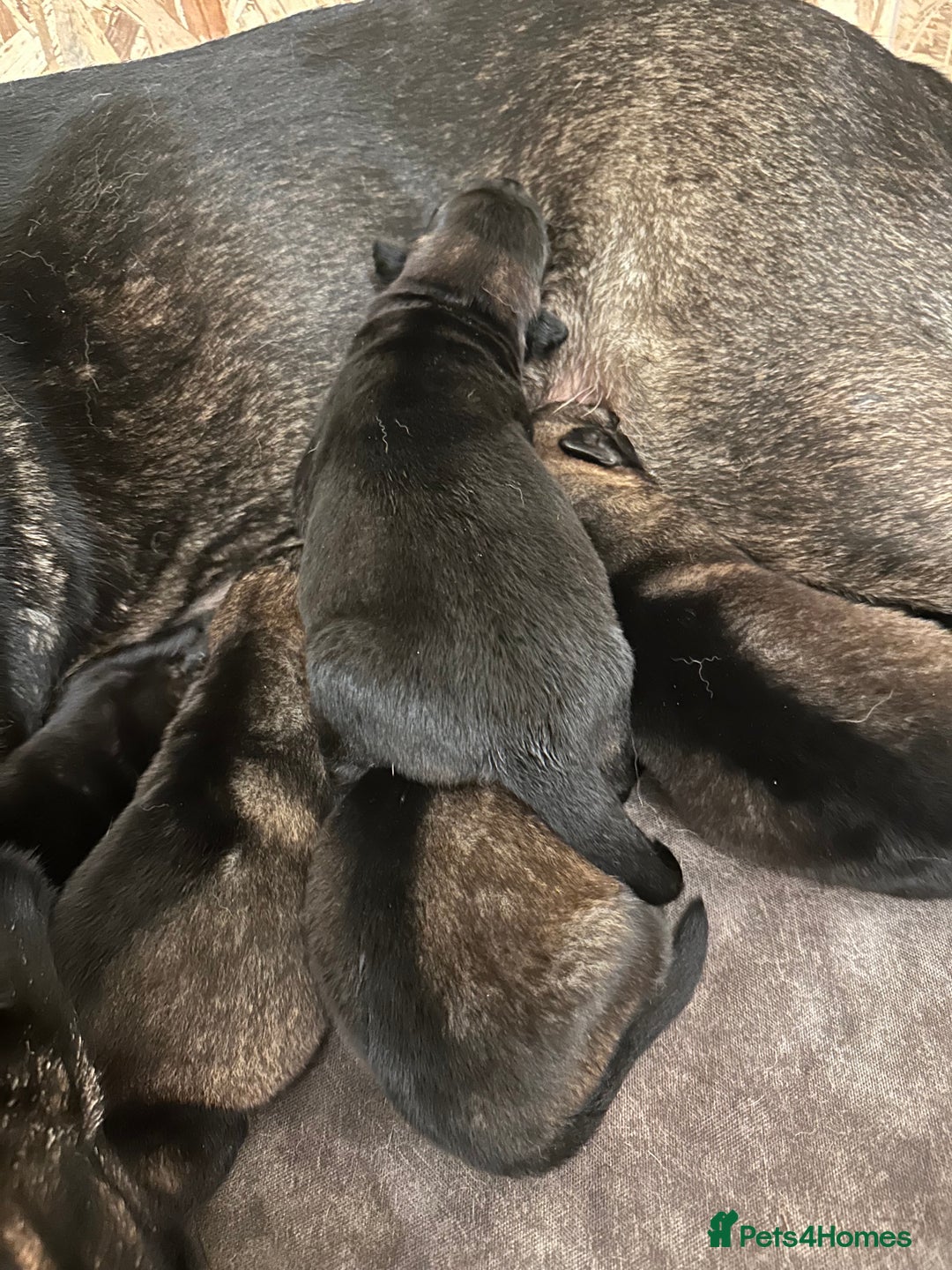 German Shepherd dogs for sale: 7 stunning kc reg working German shepherd pups - Image 14