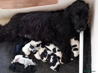 Cocker Spaniel dogs Show Cocker Spaniels - Advert 15