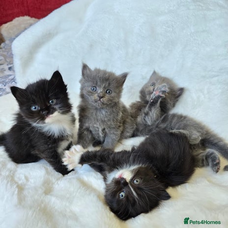 Ragdoll cats - Advert 3