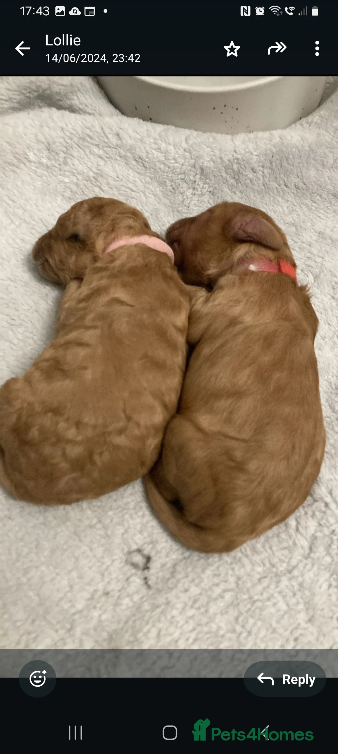 Cavapoo dogs for stud:  PROVEN F1 Cavapoo for stud in Birmingham - Advert 23