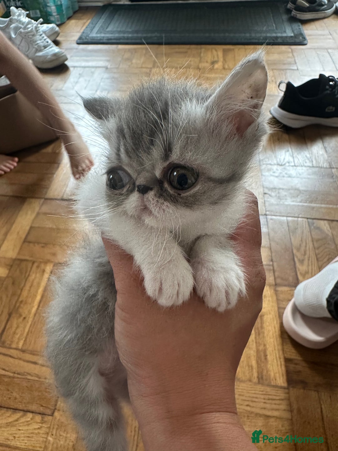 Exotic cats for sale: 4 kittens ready to go - Image 3