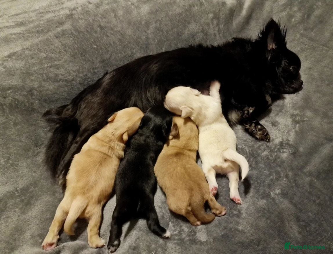 Chihuahua dogs LONG HAIRED APPLE HEAD CHIHUAHUA PUPPIES - Advert 1