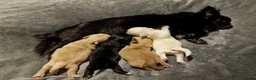 Chihuahua dogs for sale: LONG HAIRED APPLE HEAD CHIHUAHUA PUPPIES in Manchester - Advert 1