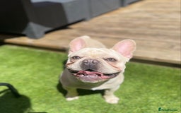 French Bulldog dogs for stud: 🌟🔥LILAC PLATINUM KC REG FRENCH BULLDOG STUD🔥🌟 in Uxbridge - Image 23