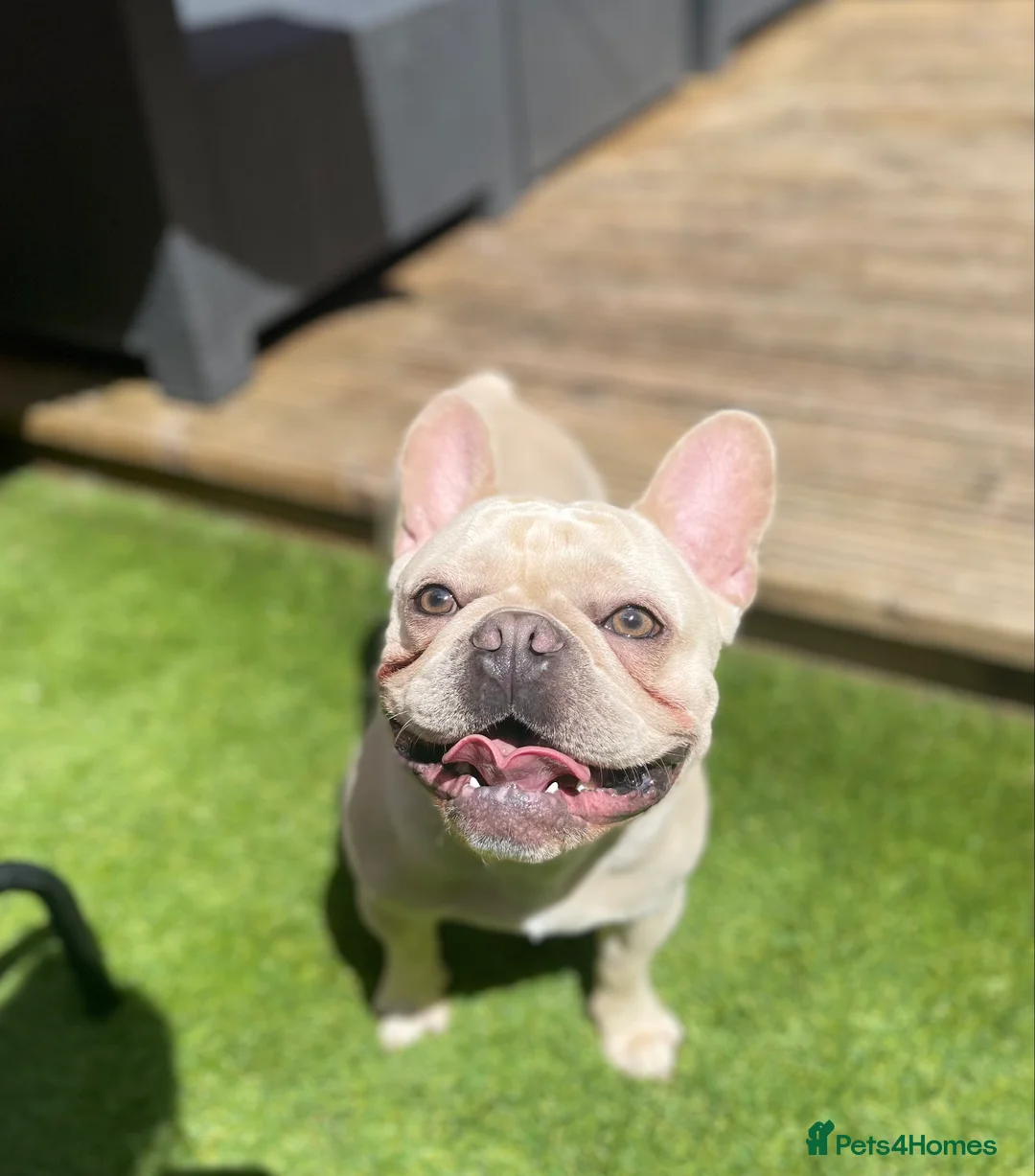 French Bulldog dogs for stud: 🌟🔥LILAC PLATINUM KC REG FRENCH BULLDOG STUD🔥🌟 in Uxbridge - Advert 19