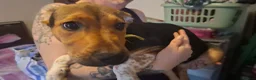 Mixed Breed dogs for sale: Shepsky × Staffy Puppies - Ready for Forever Homes - Advert 2