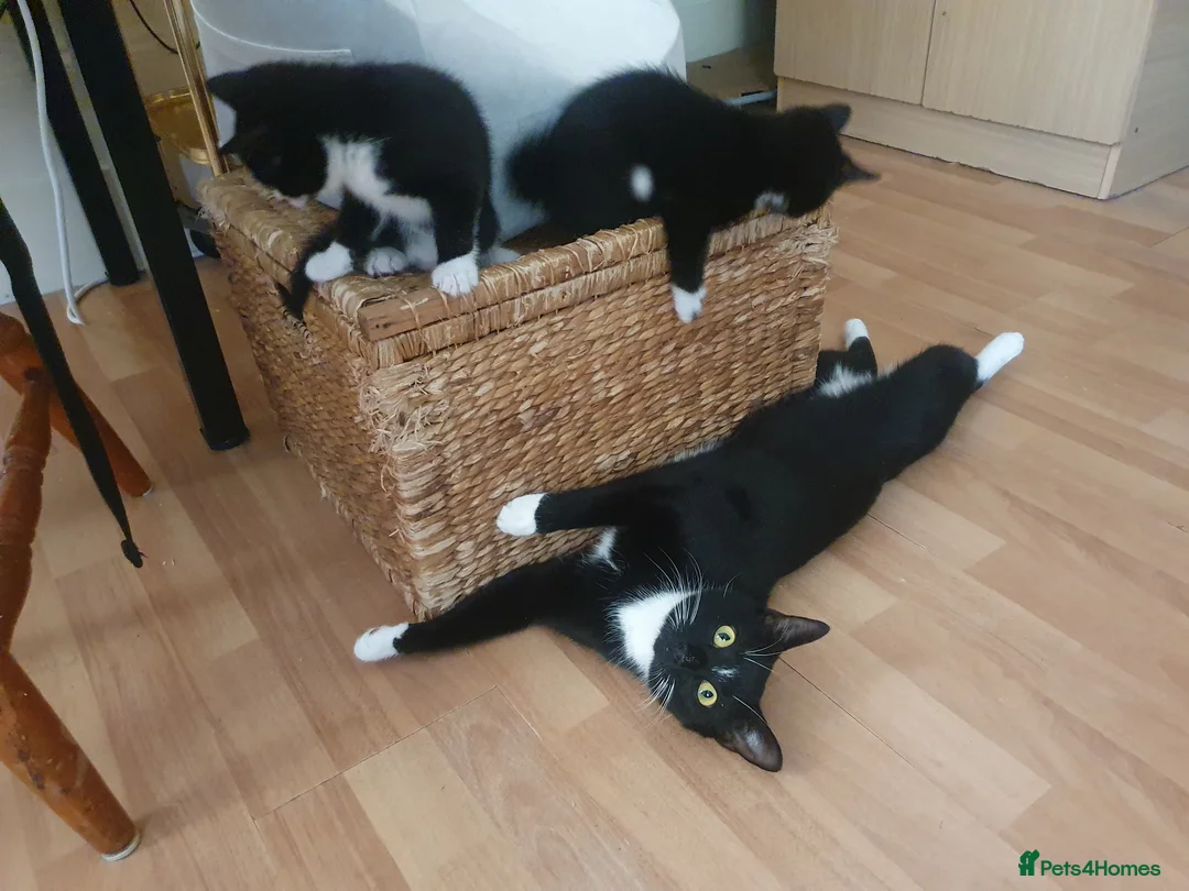 Mixed Breed cats for sale: Two cute and characterful female tuxedo kittens in London - Advert 2