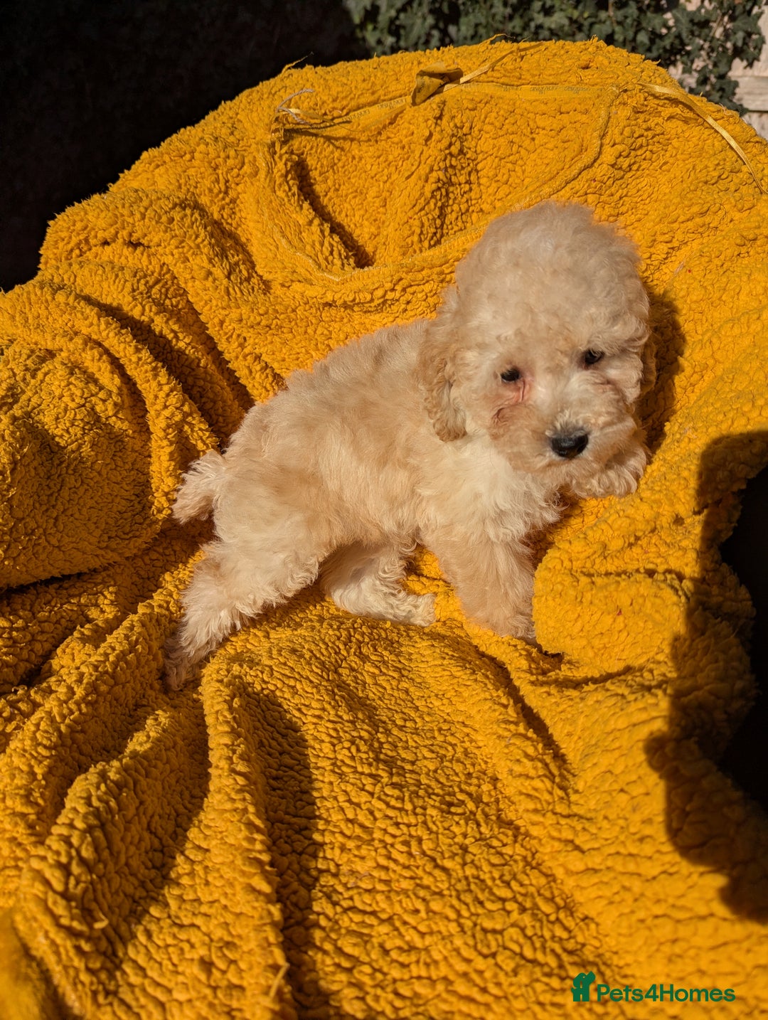 Miniature Poodle dogs for sale: Ready now Kc reg mini poodle pups for sale  - Advert 7