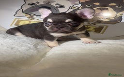 French Bulldog dogs for sale: French Bulldog puppies for sale - Image 7