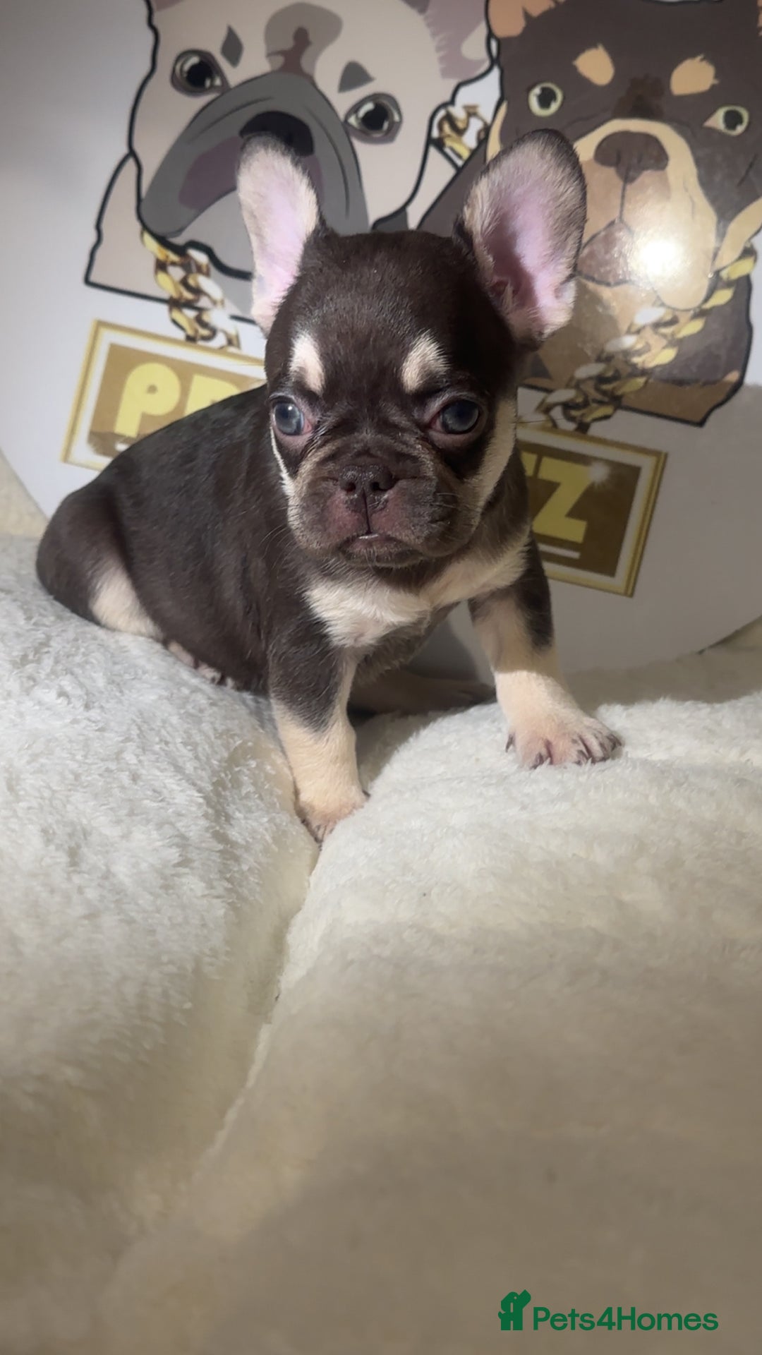 French Bulldog dogs for sale: French Bulldog puppies for sale - Image 7