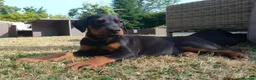 Dobermann dogs for sale: Mr Blue- A truly Free Range Doberman - Advert 34