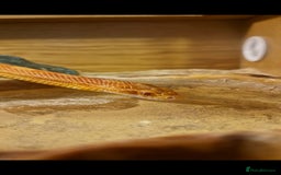 Corn Snake reptiles for sale: Corn snake  - Image 1