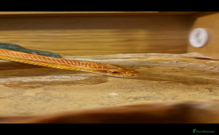 Corn Snake reptiles - Advert 1