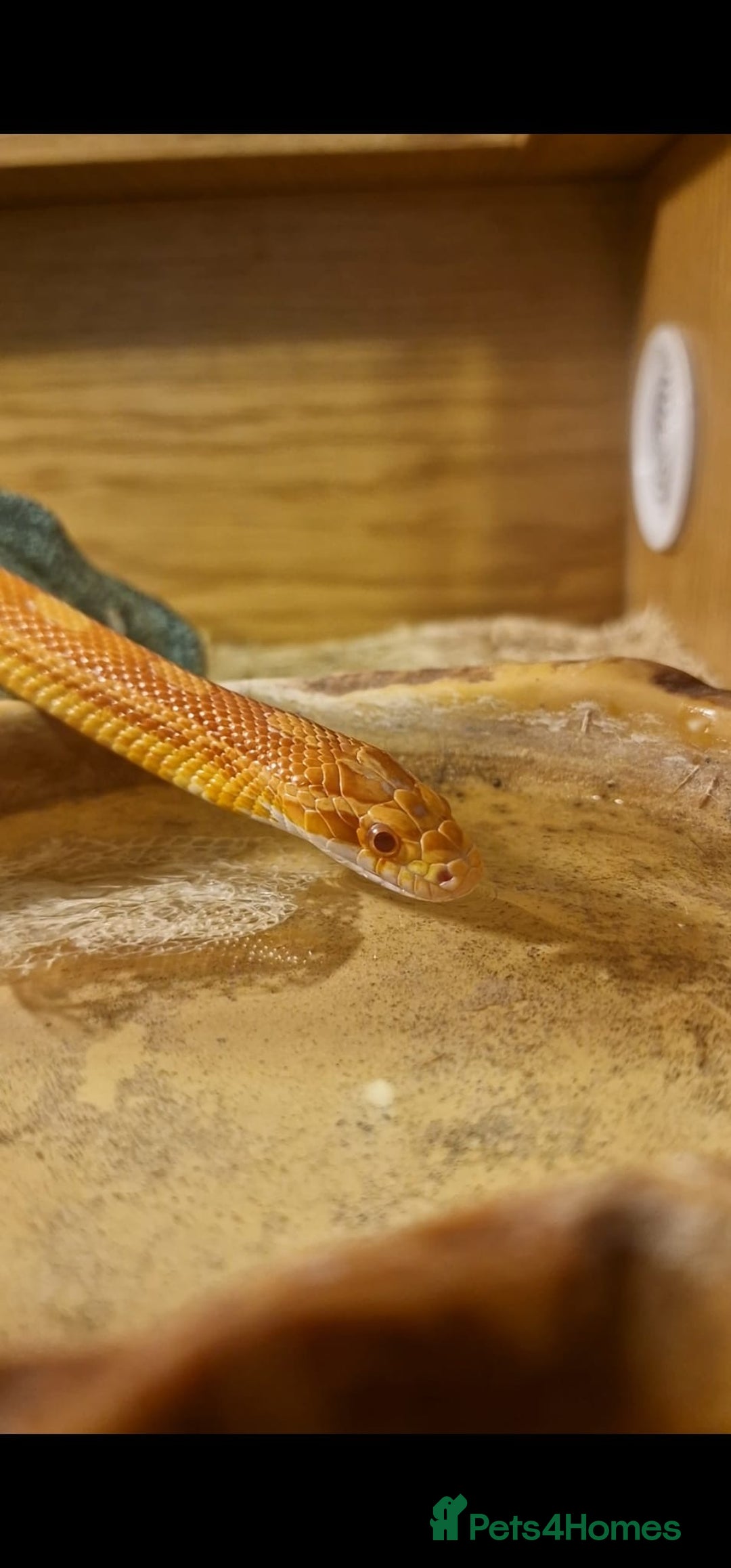 Corn Snake reptiles for sale: Corn snake  - Image 1