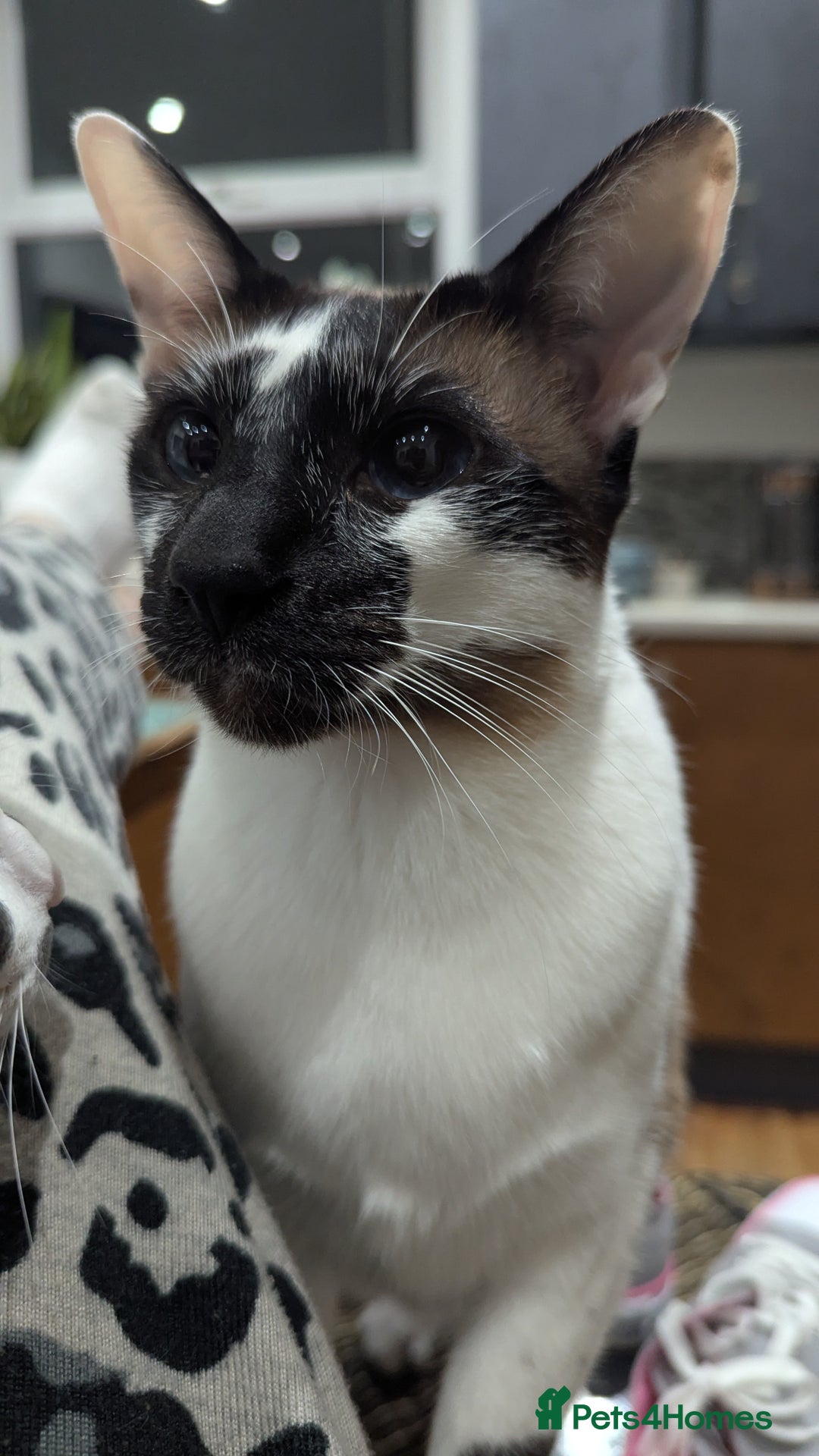 Oriental cats for sale: Blue Eyed Millie 3yr Old Oriental Shorthair Girl - Advert 11