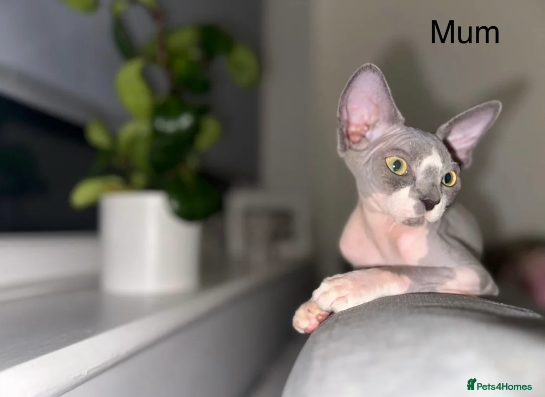 Sphynx cats for sale: Beautiful sphynx kittens from a mum and dad home - Advert 3