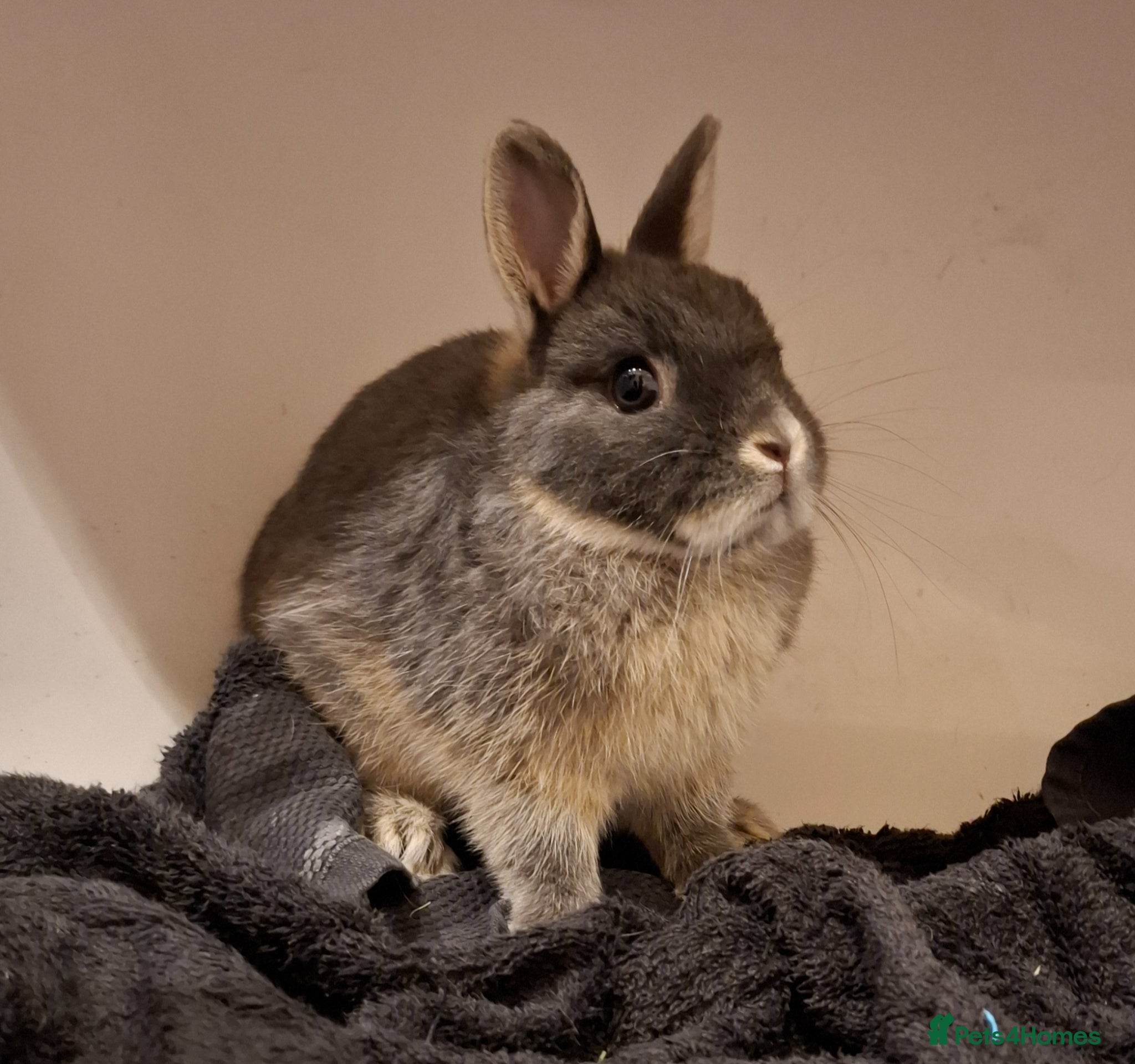 Dwarf Lop rabbits for sale: 3 Male Dwarf Rabbits (+Optional Cage Setup) in Ashton-under-Lyne - Advert 5
