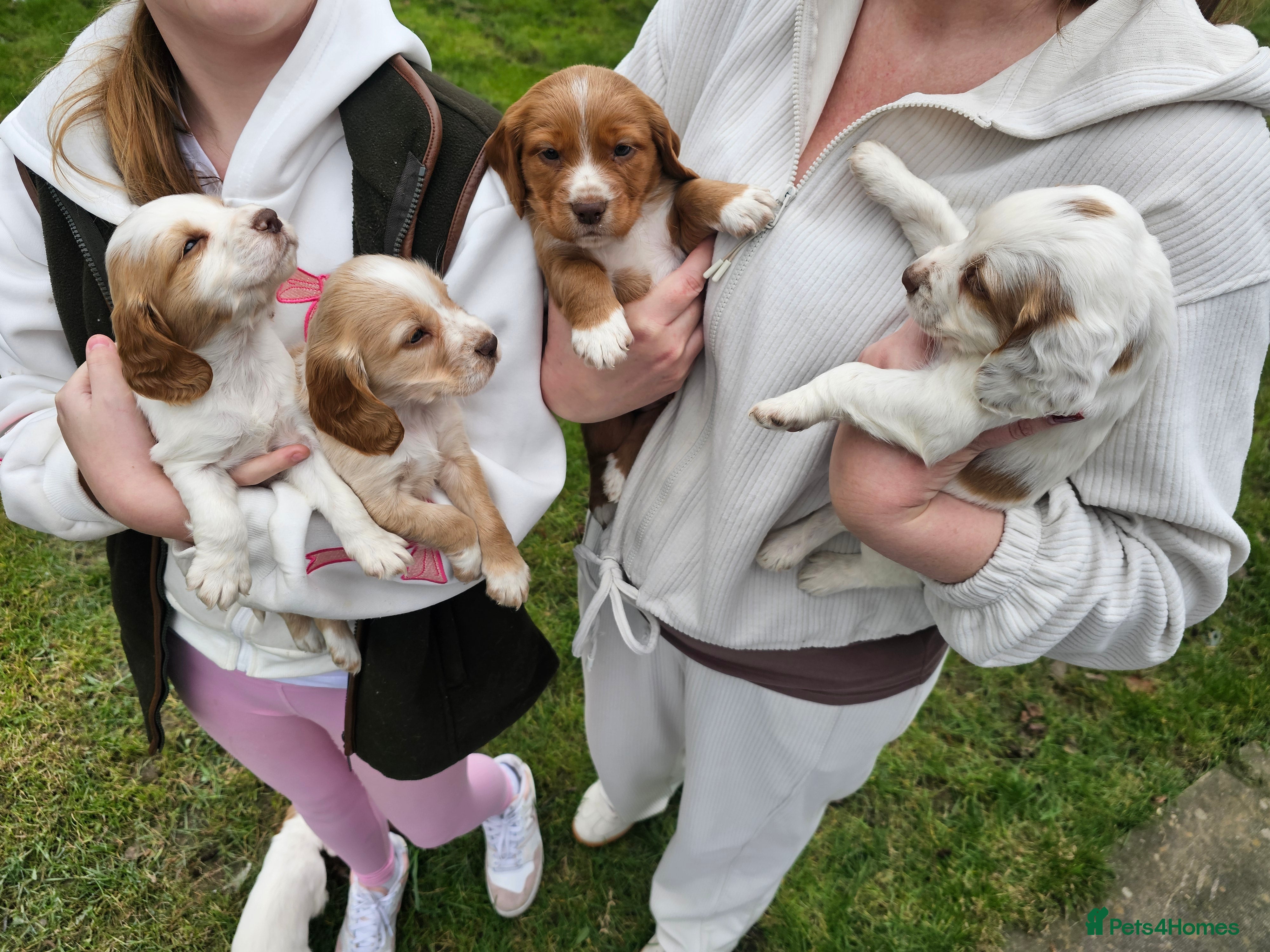 Cocker Spaniel dogs Beautiful coloured cocker spaniels   -Ready 22/03 - Advert 9