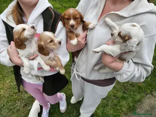 Cocker Spaniel dogs Beautiful coloured cocker spaniels -Ready 22/03 - Advert 9