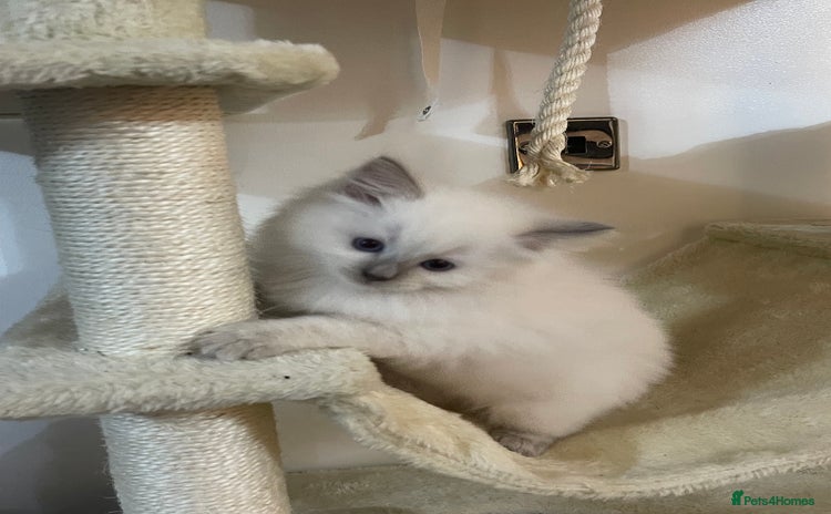 Ragdoll cats - Advert 8