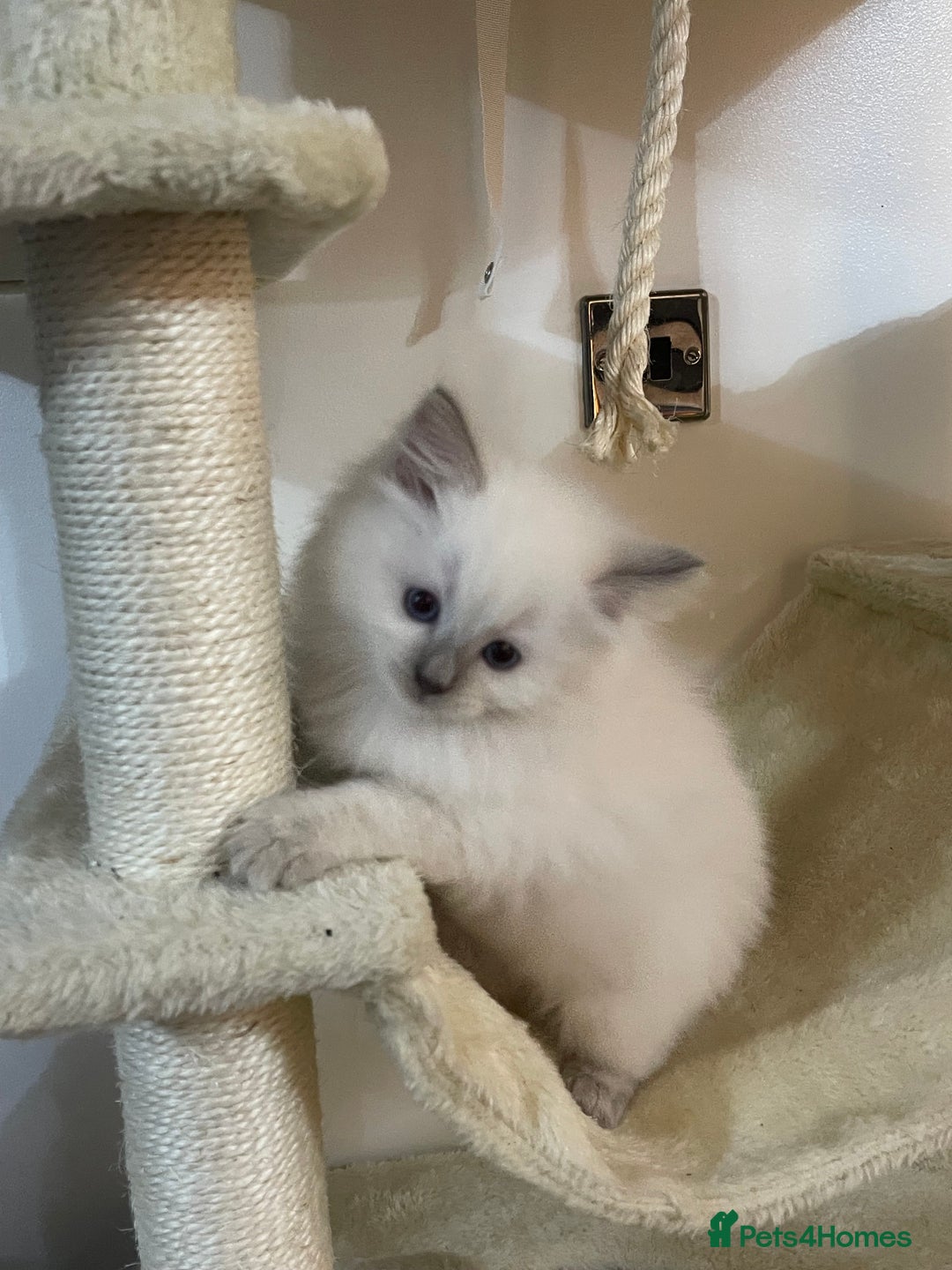 Ragdoll cats for sale: 2 rag doll boys - Image 1