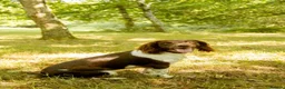 English Springer Spaniel dogs for sale: ​Working Springer Spaniel Bitches – Ready Soon!  - Advert 1