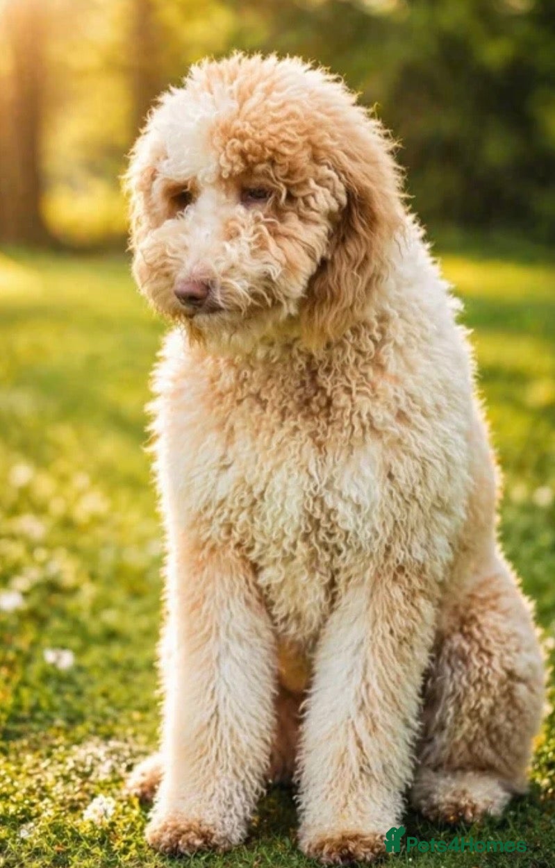 Miniature Poodle dogs Beautiful Adult Male - Advert 1