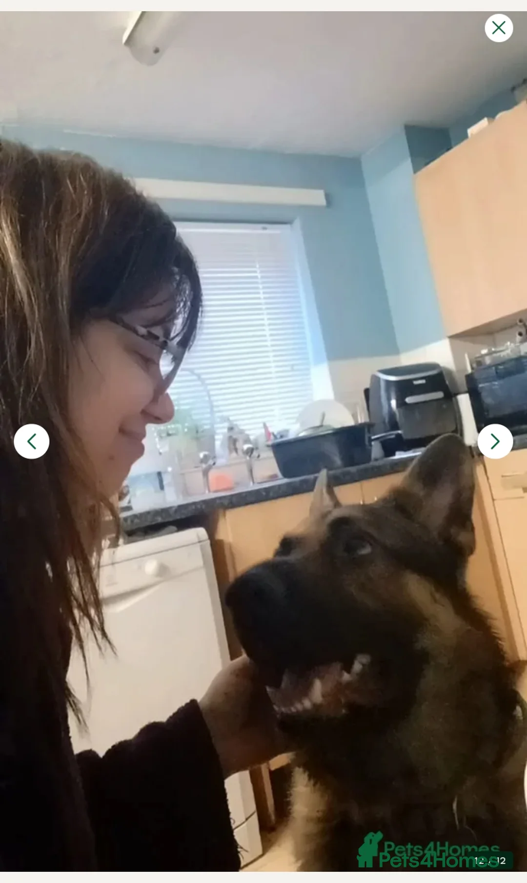 German Shepherd dogs for sale: Kash. Very URGENT - Advert 11
