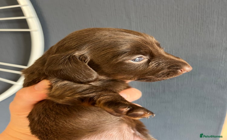 Dachshund dogs - Advert 15