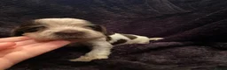 Cocker Spaniel dogs for sale: Stunning KC Choc. Roan Show Cocker Spaniel Pups - Advert 24
