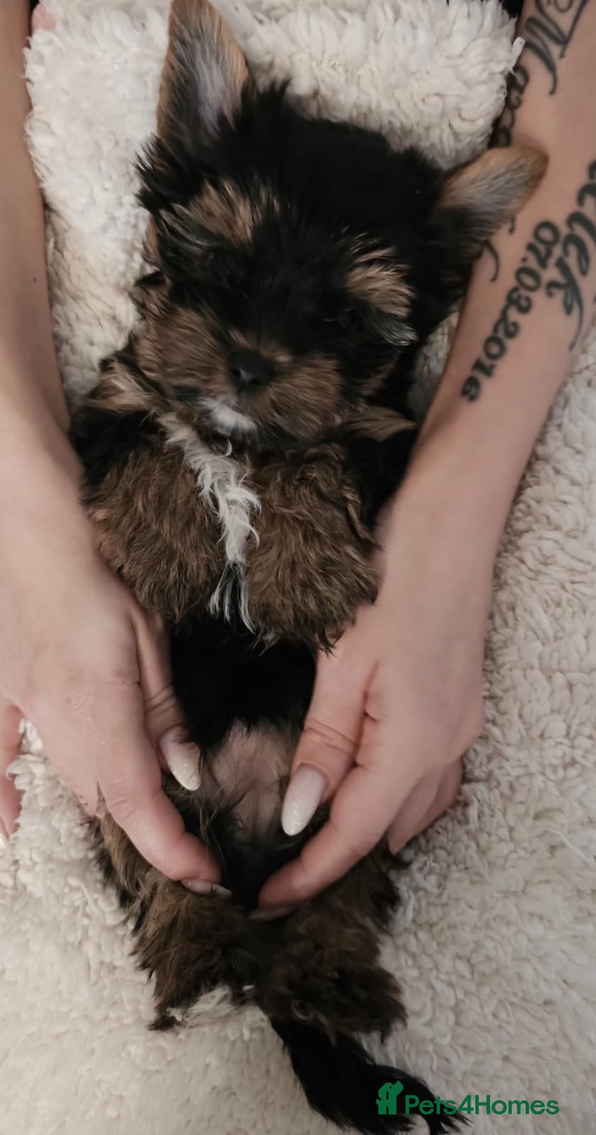 Yorkshire Terrier dogs Girl 🥰Tiny Yorkshire Terrier  - Advert 1
