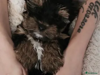 Yorkshire Terrier dogs Girl 🥰Tiny Yorkshire Terrier - Advert 1