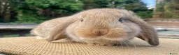 Mini Lop rabbits for sale: Mini lop babies - Advert 4