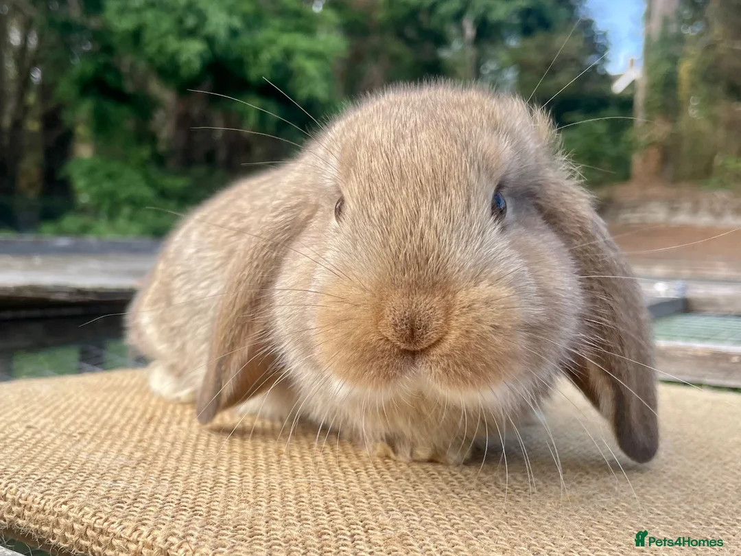 Mini Lop rabbits for sale: Mini lop babies - Advert 4