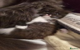 Maine Coon cats for sale: Maine Coon X Ragdoll  - Advert 11