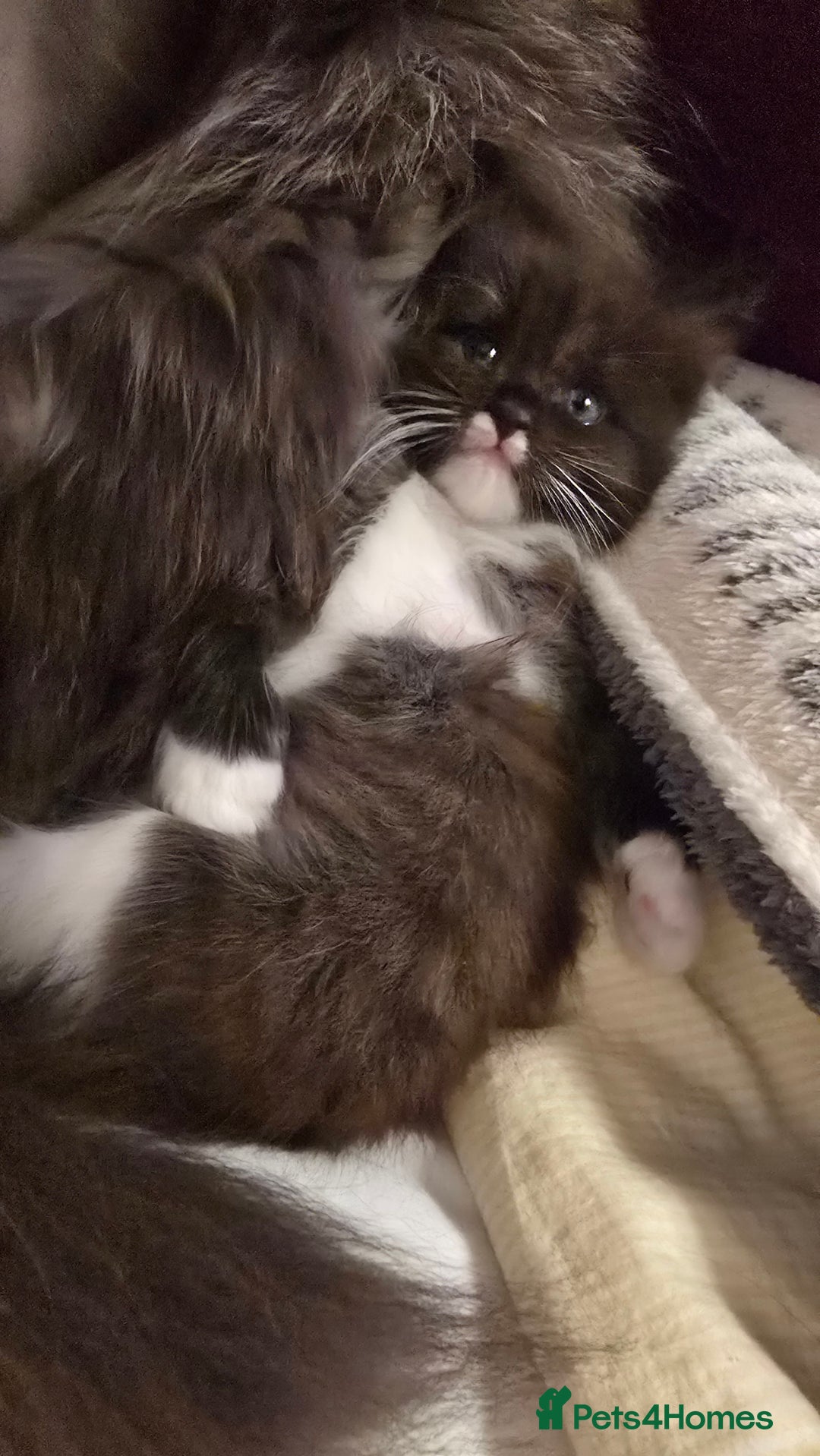 Maine Coon cats for sale: Maine Coon X Ragdoll  - Advert 11