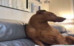 Dobermann dogs for sale: For Sale – Beautiful Doberman Puppy (9 months old) - Image 2