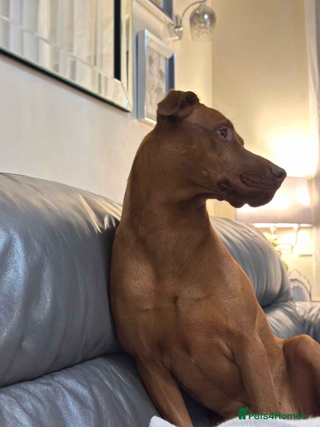 Dobermann dogs for sale: For Sale – Beautiful Doberman Puppy (9 months old) - Image 2