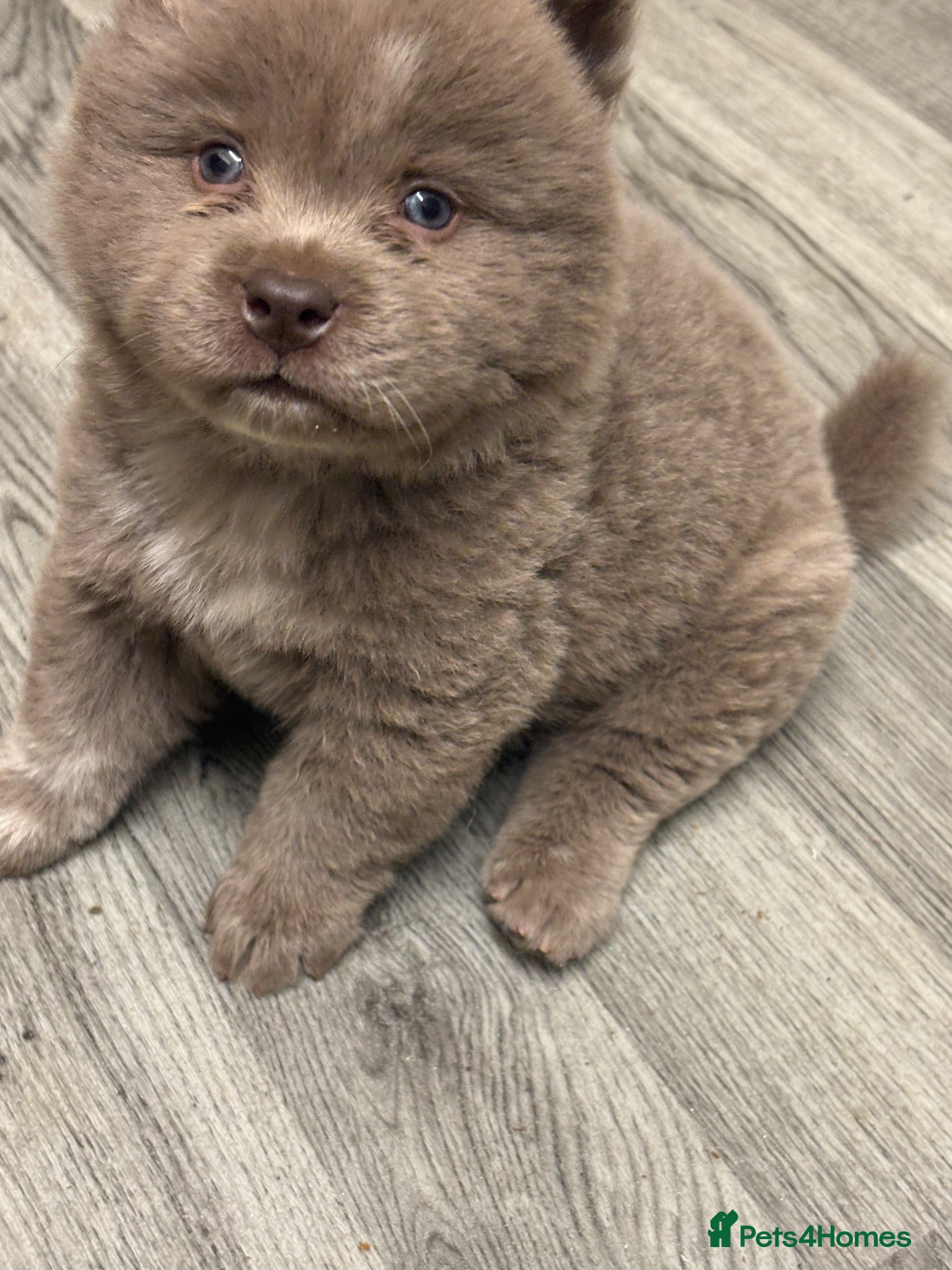 Chow Chow dogs Last 2 chow chow puppies ready now  - Advert 4